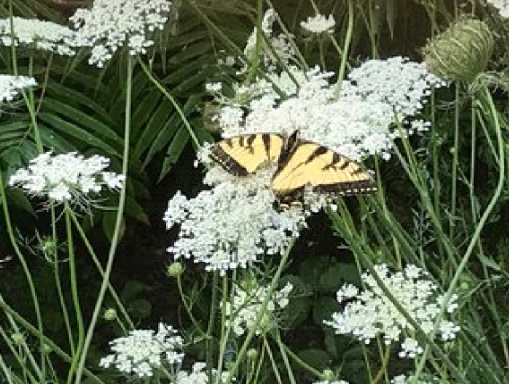 A butterfly is sitting on a white flower in a field.