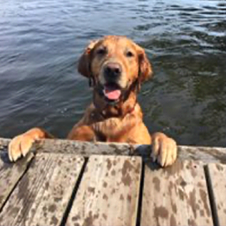 A dog is sticking its head out of the water on a dock.