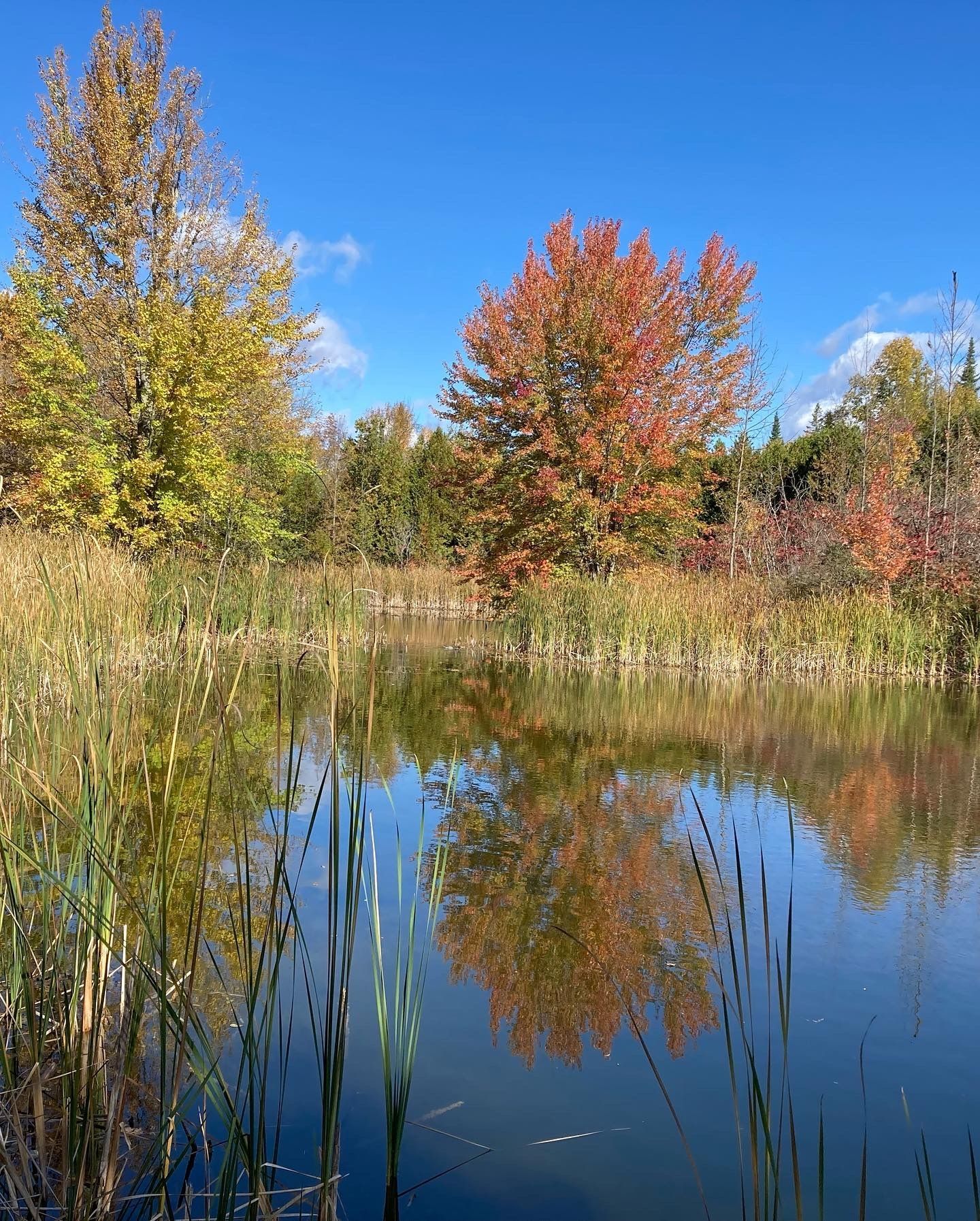 A lake surrounded by tall grass and trees on a sunny day