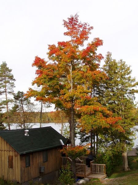 A house with a tree in front of it and a lake in the background