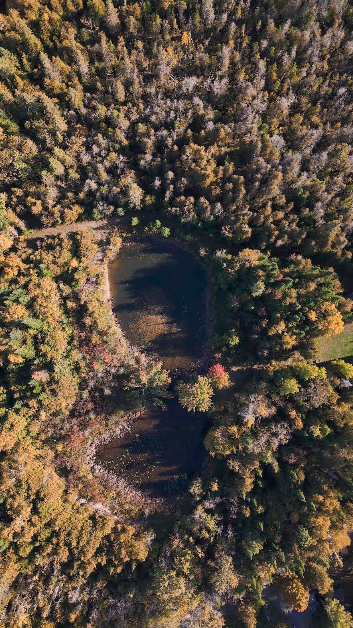 Aerial view of two dark ponds surrounded by autumnal trees.