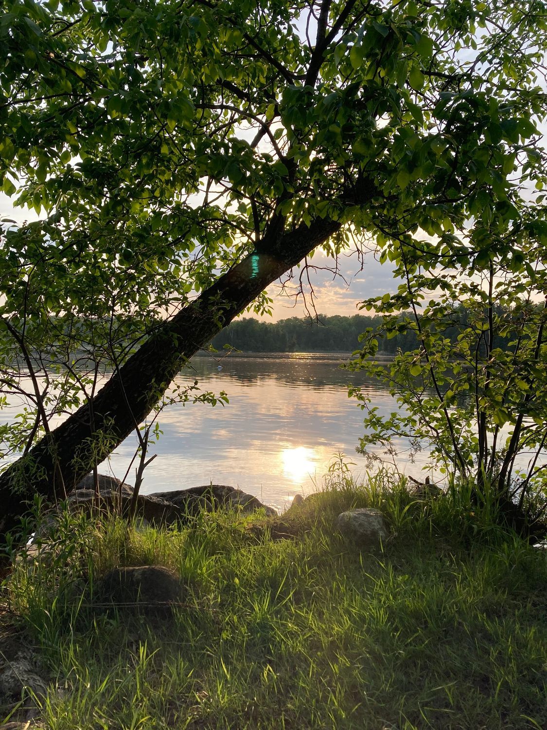 The sun is reflected in the water through the trees.