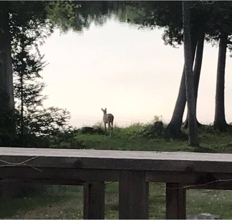 A deer is standing in the grass near a lake.