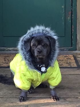 A small black dog wearing a yellow jacket with a fur hood.