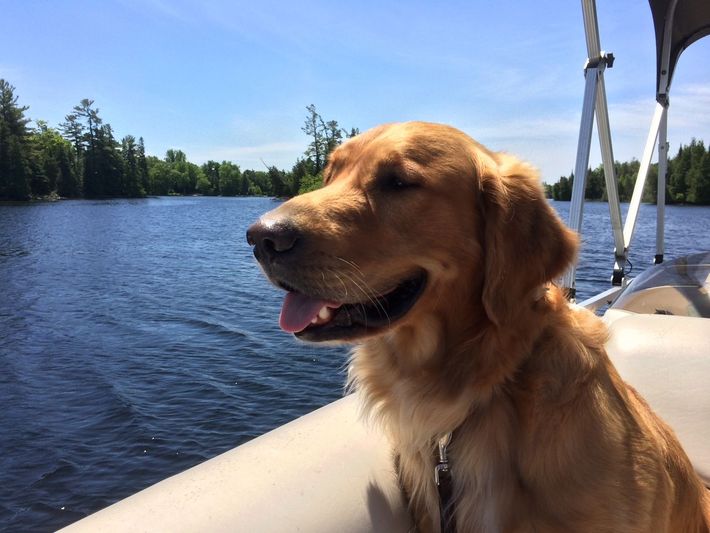 Golden retriever dog on a boat, looking toward a lake on a sunny day.