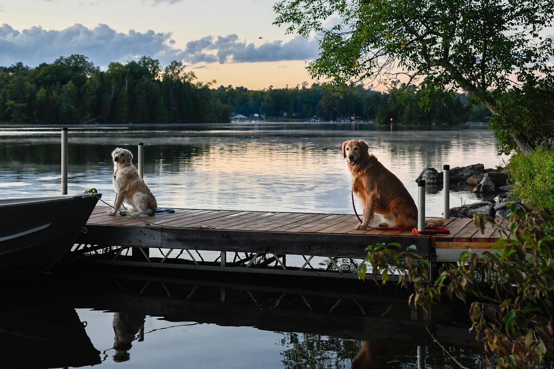 Two dogs are sitting on a dock overlooking a lake