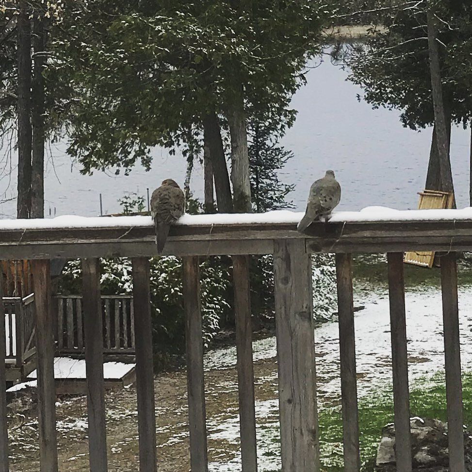 Two birds perched on a wooden railing in the snow