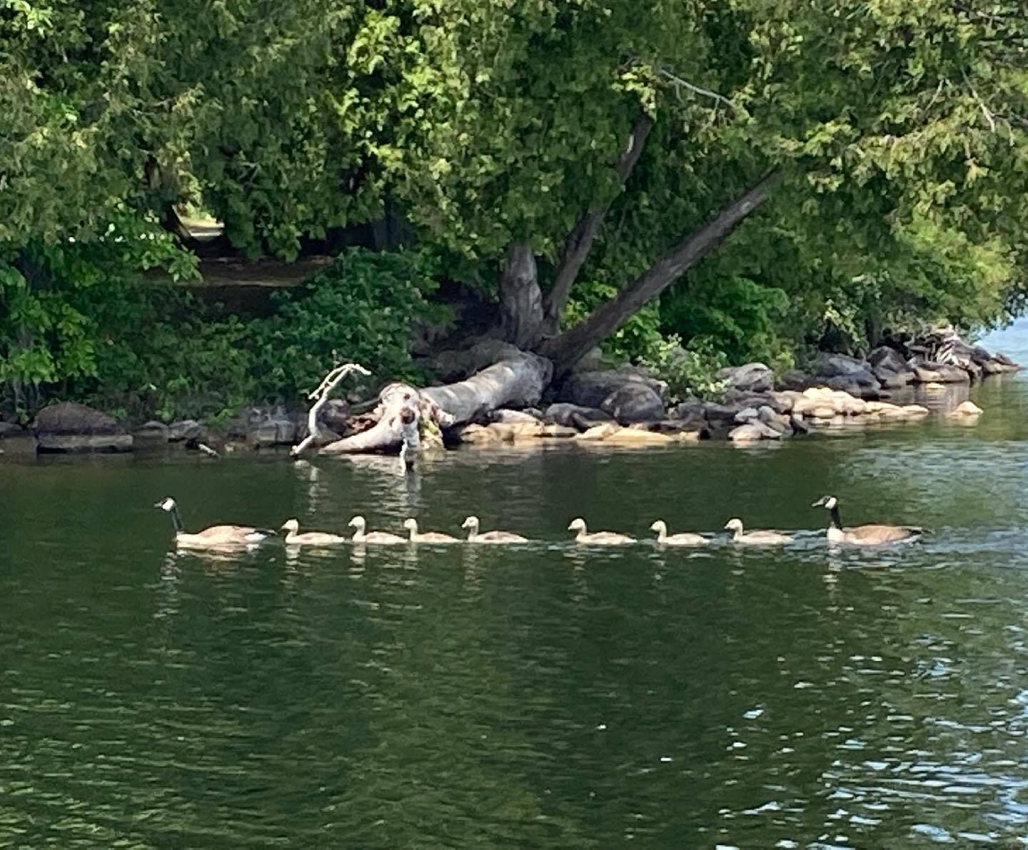 A group of ducks are swimming in a lake near a small island.