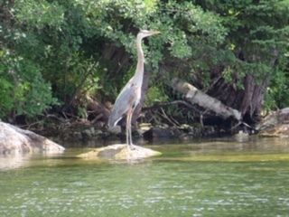 A bird is standing on a rock in the middle of a river.