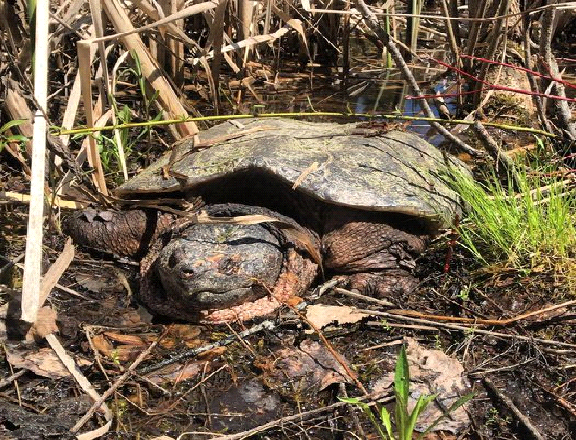 A large turtle is laying in the dirt in a swamp.