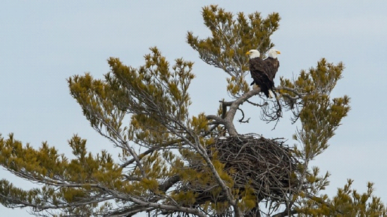A bald eagle perched on top of a nest in a tree