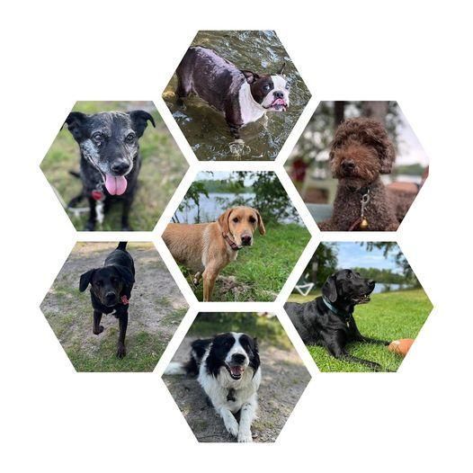 A collage of pictures of dogs in hexagons on a white background