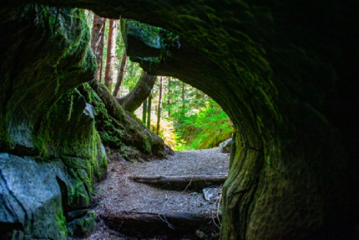 A path going through a tree trunk in the woods.