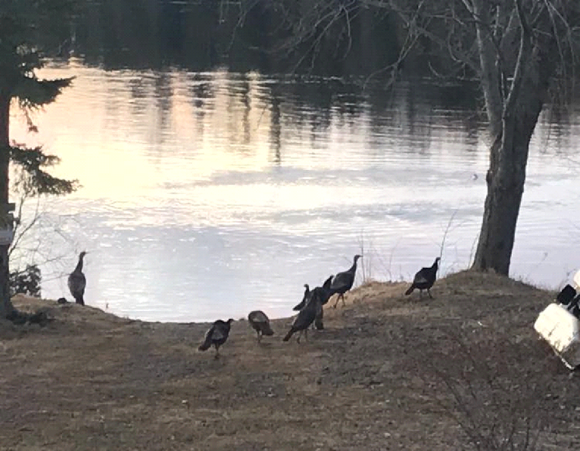 A flock of turkeys are standing on the shore of a lake.