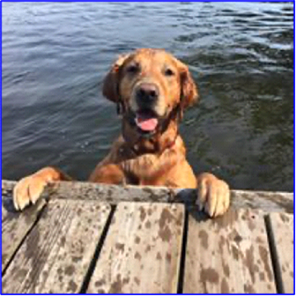 A dog is sitting on a wooden dock in the water.
