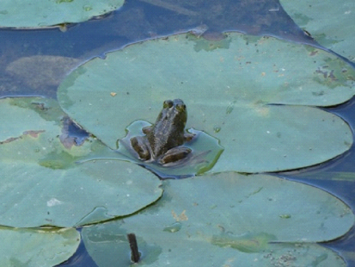 A frog is sitting on a lily pad in the water.