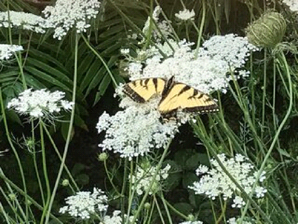 A butterfly is sitting on a white flower in a field.
