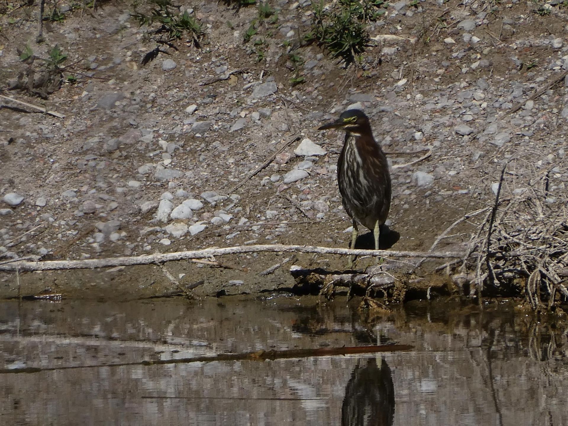 A bird is standing on a log next to a body of water.