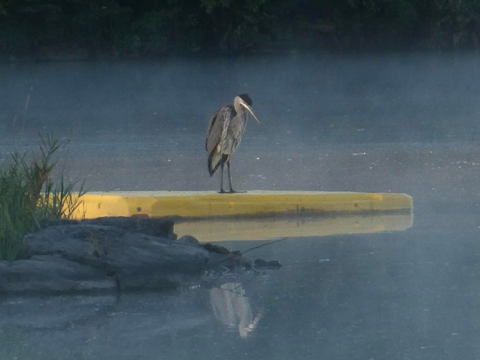 A bird is standing on a yellow raft in the water.