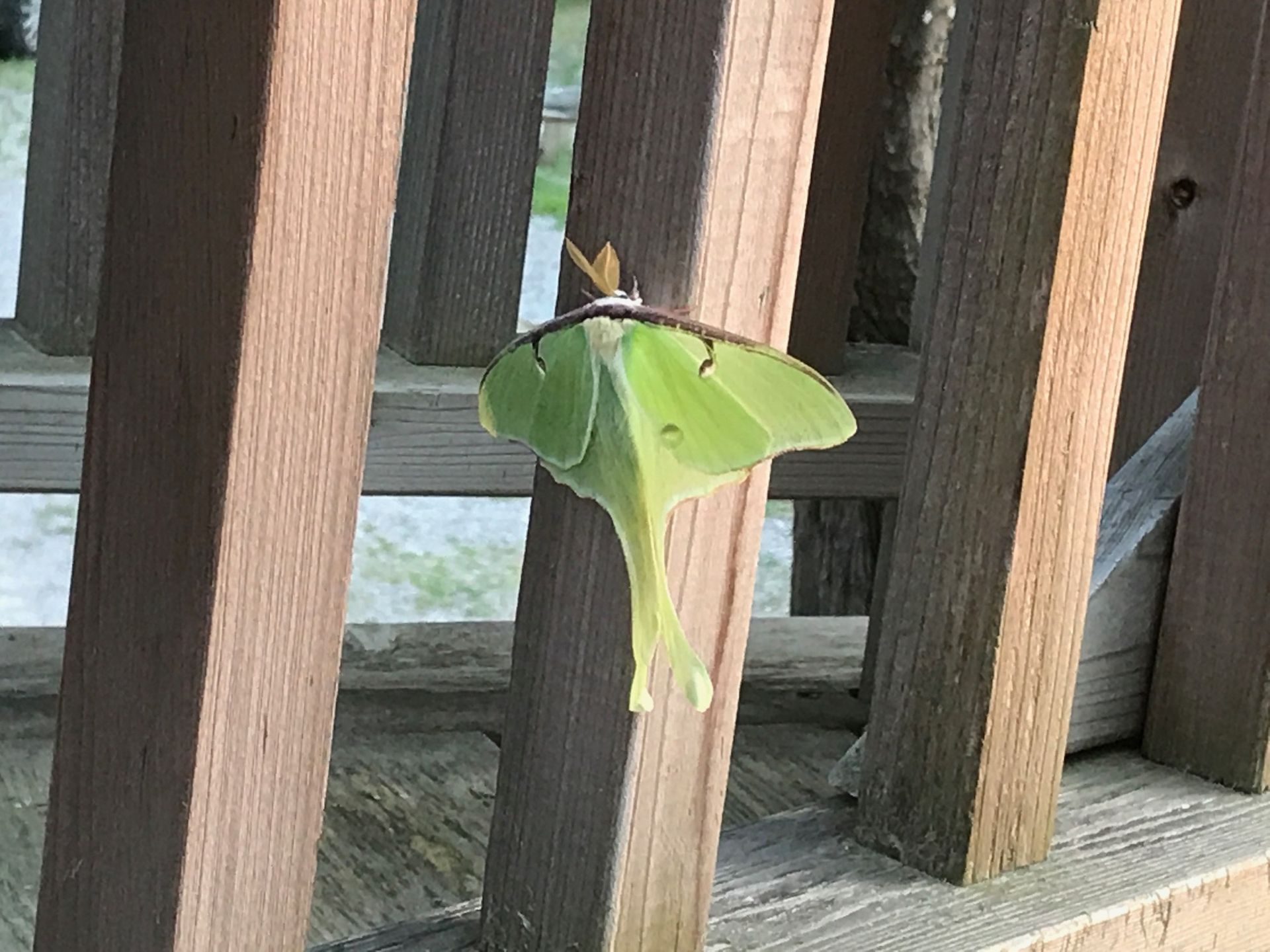 A green moth is sitting on a wooden railing.
