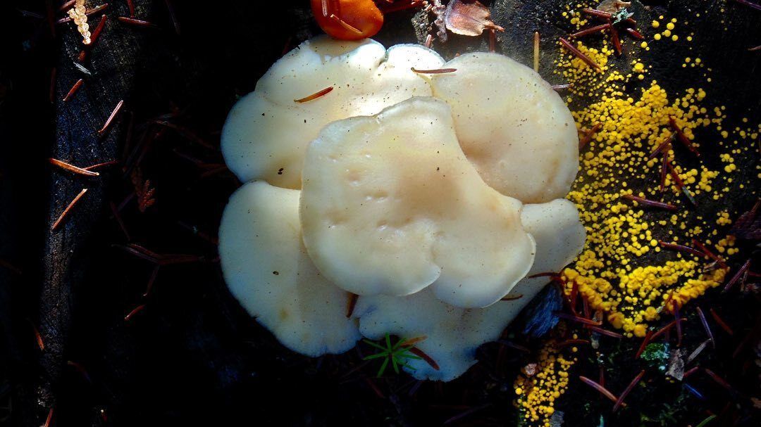 A close up of a white mushroom growing on the ground.