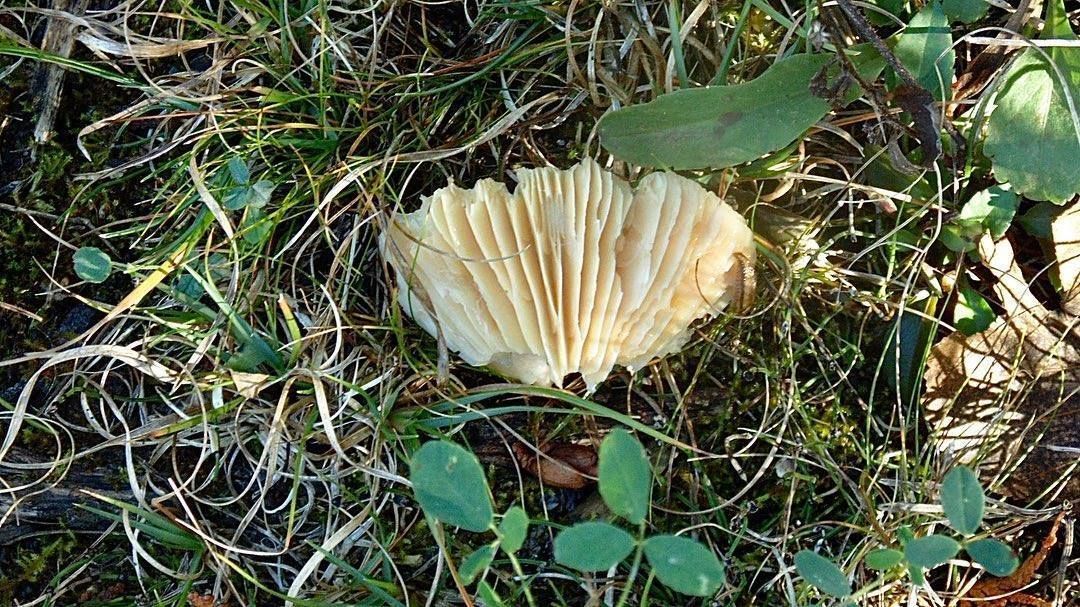 A mushroom is growing in the grass on the ground.