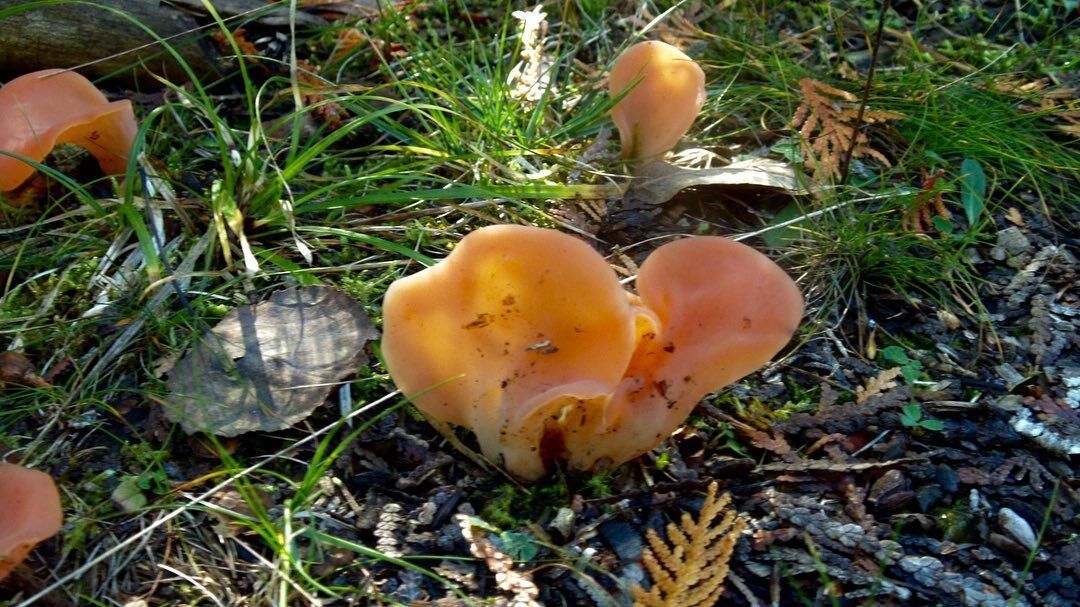 A group of mushrooms are growing in the grass.