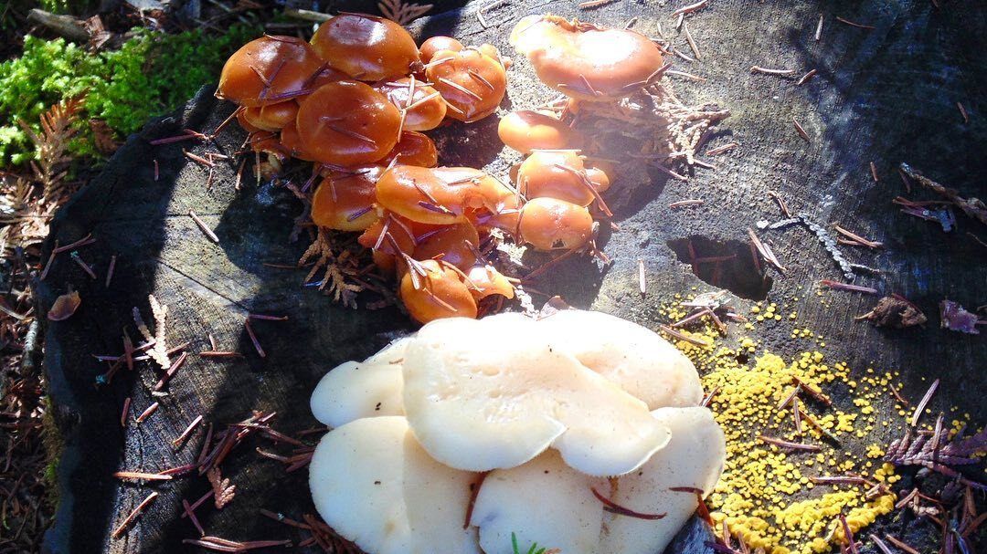 A bunch of mushrooms are growing on a tree stump.