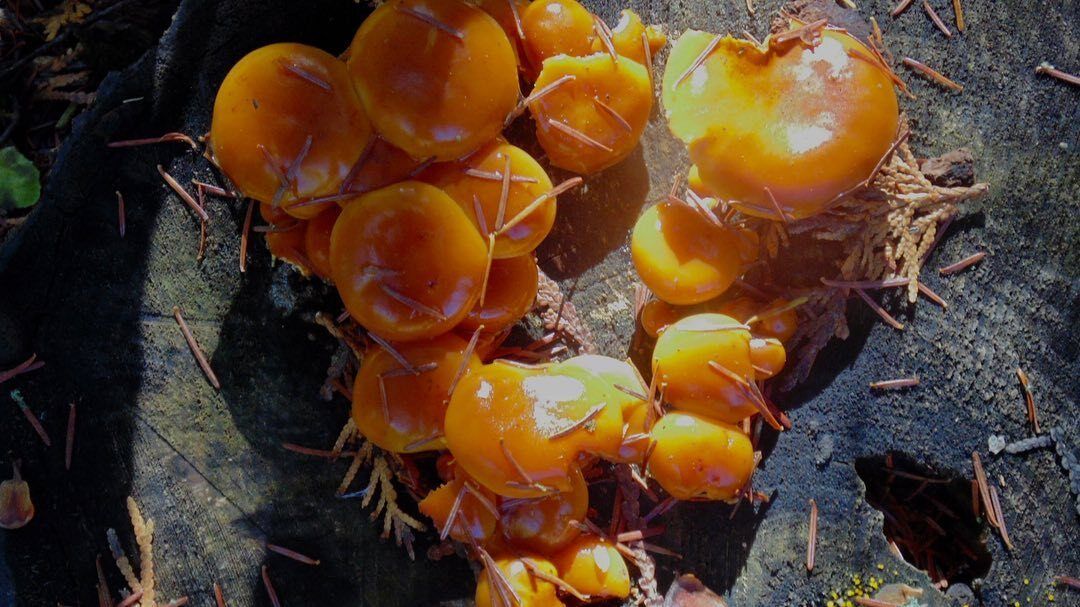 A bunch of orange mushrooms are growing on a rock.