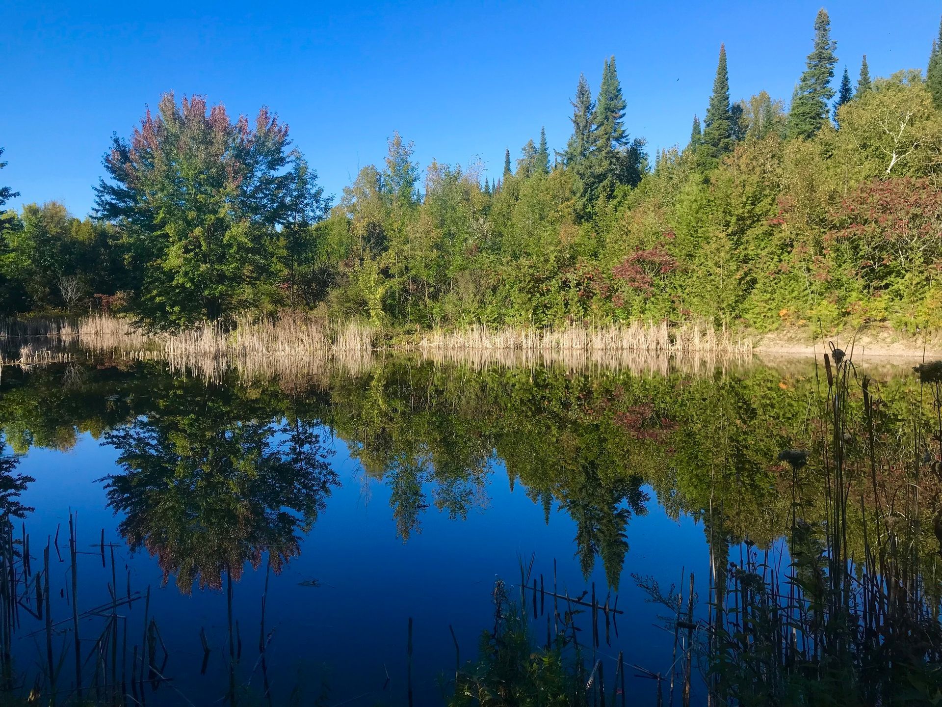 A lake surrounded by trees on a sunny day