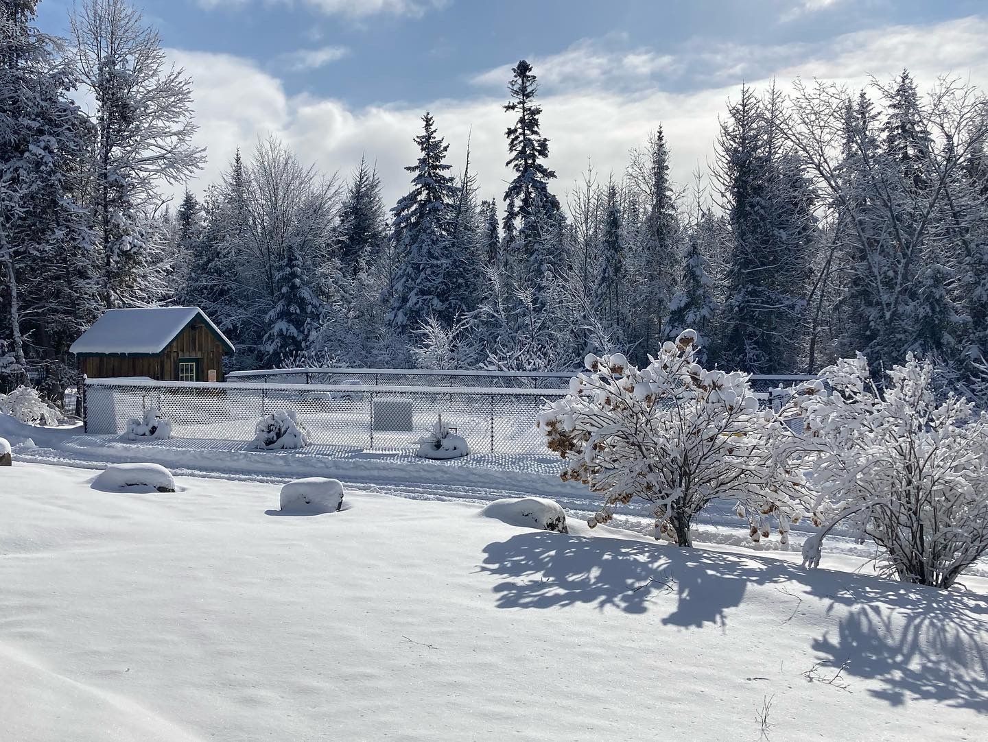 A snowy landscape with trees and a house in the background