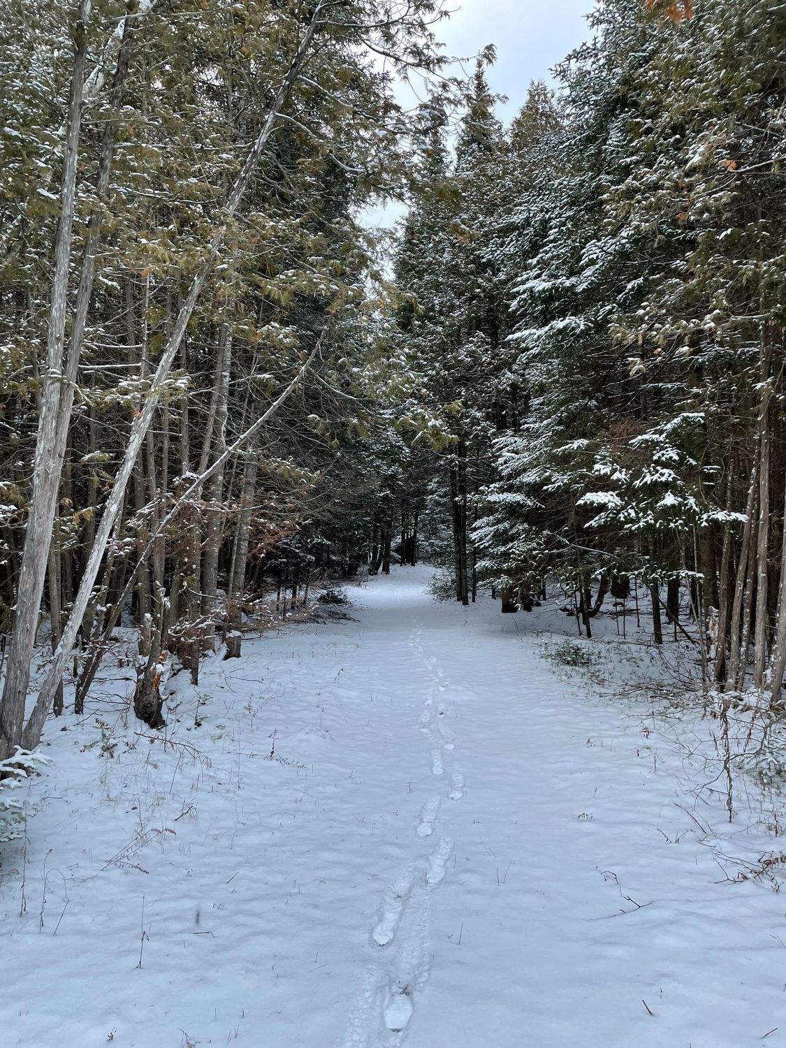 A snowy path in the woods with trees covered in snow