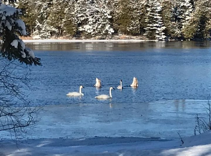 A group of swans are swimming in a frozen lake