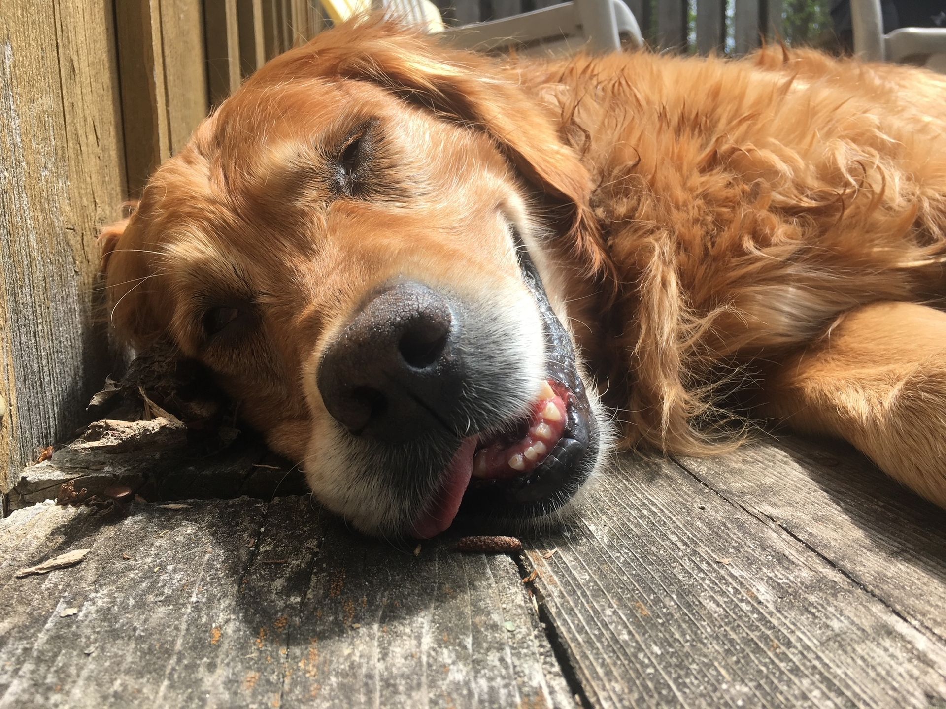 A dog is laying on a wooden deck with its tongue hanging out.