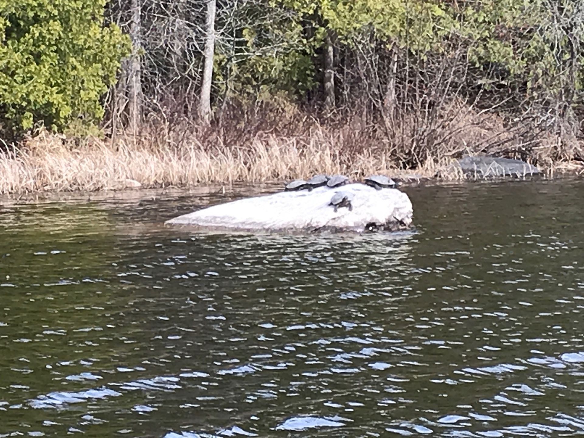 A large rock is floating on top of a body of water.