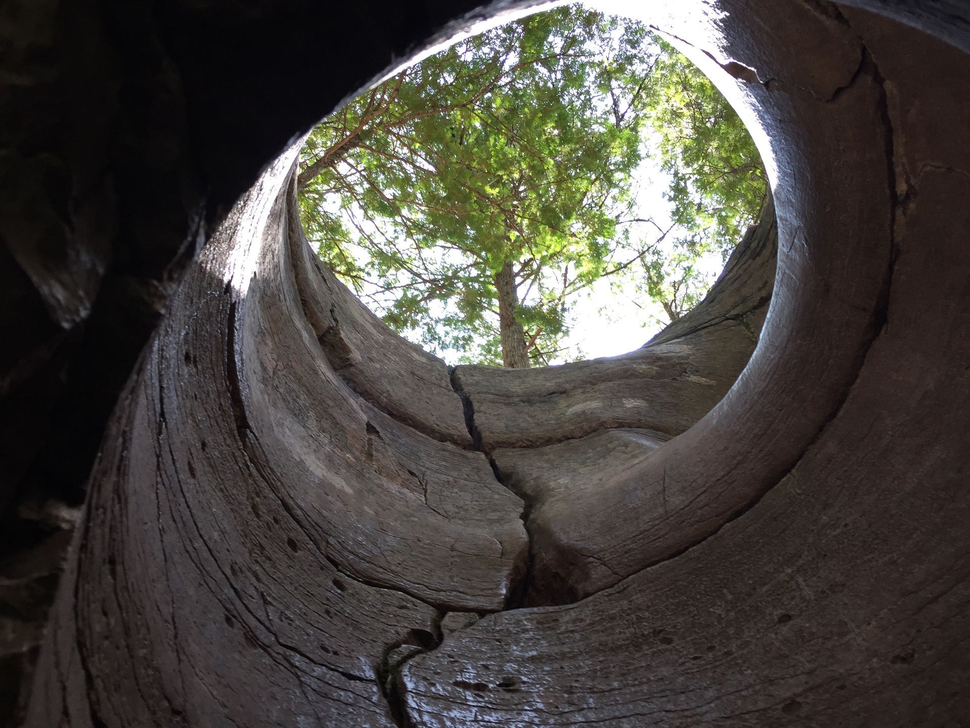 Inside a stone kettle, looking up at a tree through the opening.
