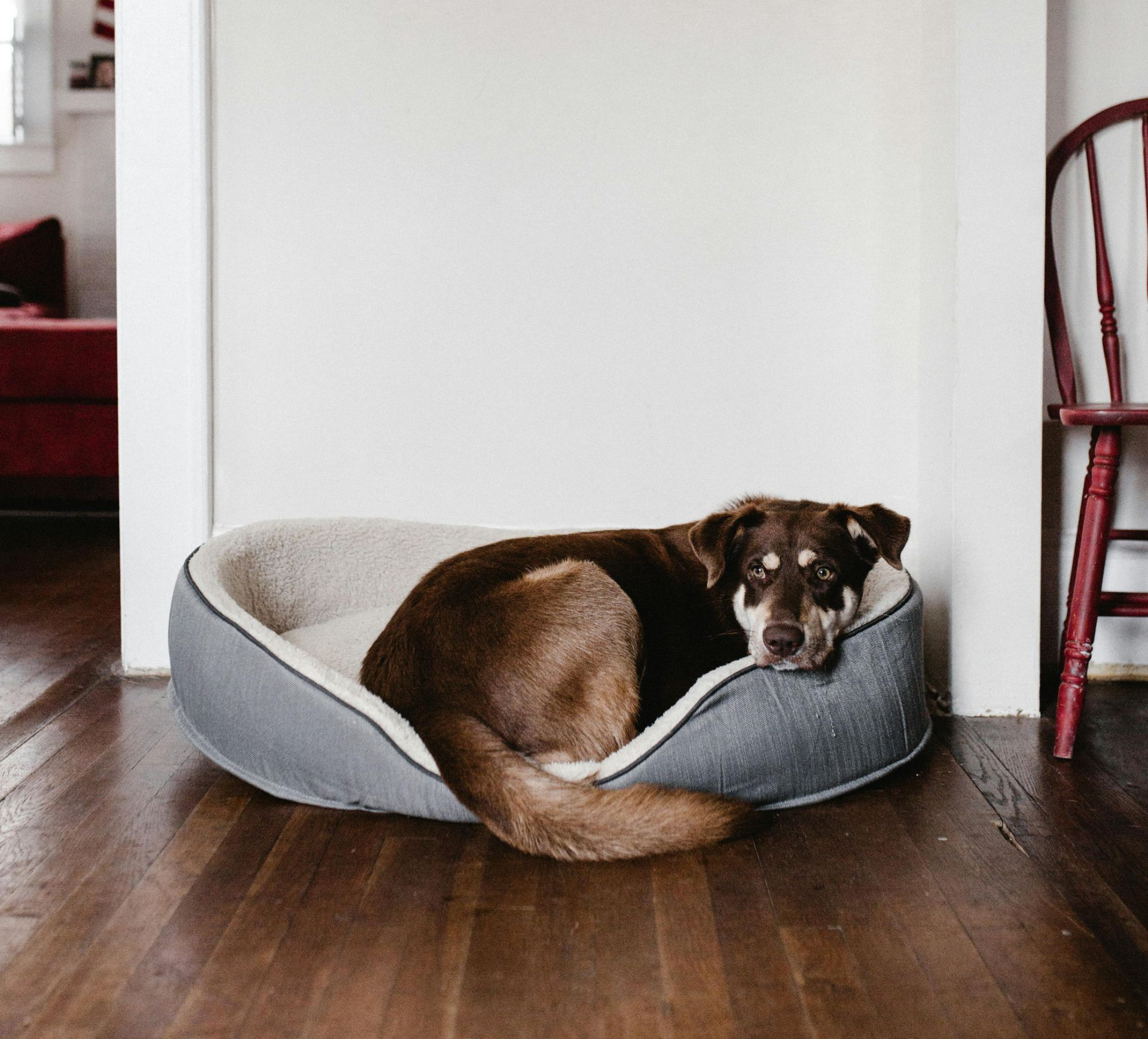 Brown dog resting in a bed on a wooden floor, near a white wall and a red chair.
