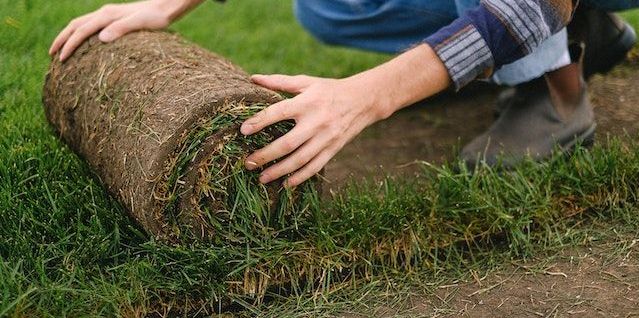 laying fresh rolls of sod