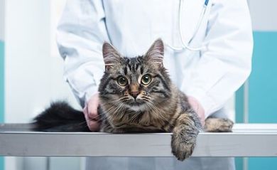 Animal Check-Ups — Veterinarian holding a Cat in Morristown, TN