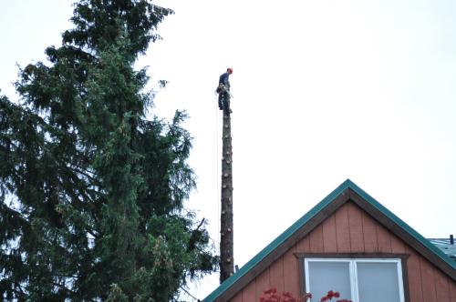 Tree removal