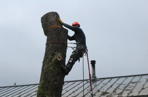 Removing tree from residential property