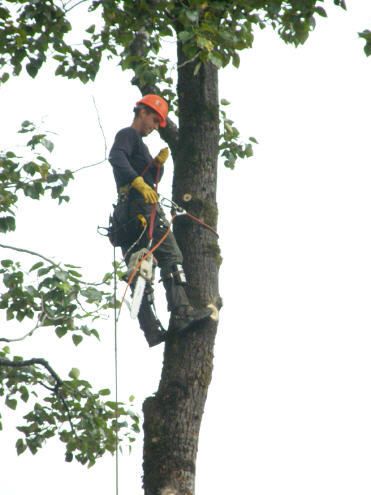 Tree Service in Junuea, AK