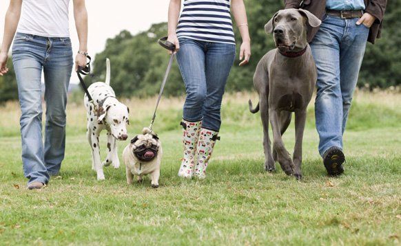 Happy healthy pets in West Moonah