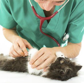 Kitten check-ups at Vet clinic in West Moonah