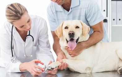 Toenail clipping at Veterinary clinic in West Moonah Vaccination at Veterinary clinic in West Moonah