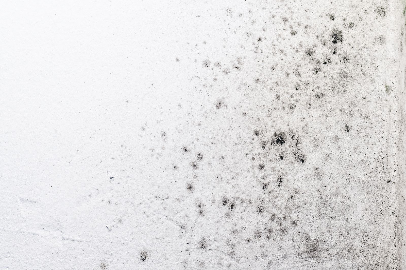 A close up of black mold on a white wall.