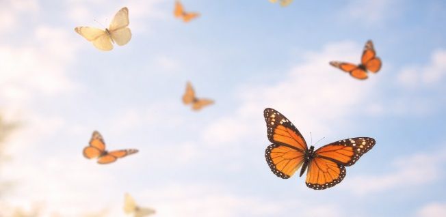 Butterflies flying in a soft blue sky with cremation services in Franklin, IN