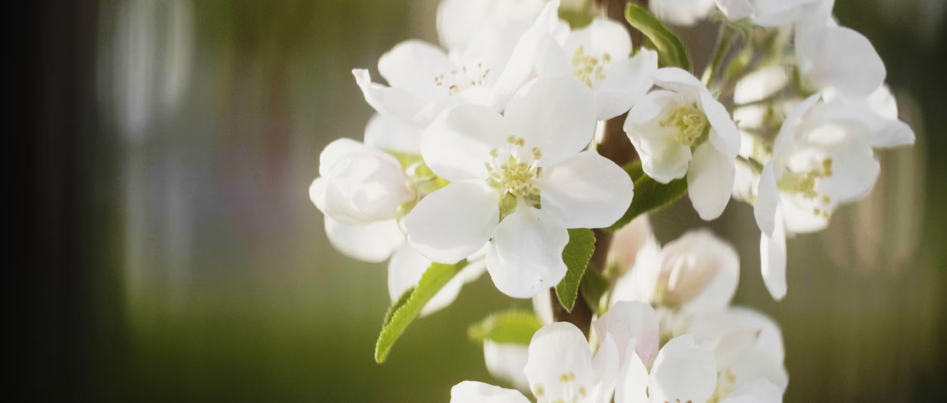 cremation services Whiteland, IN