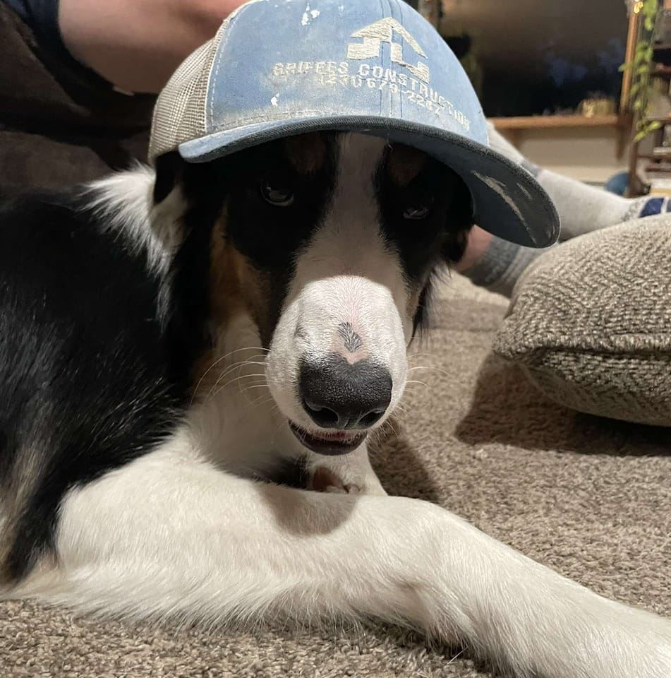 dog with cap