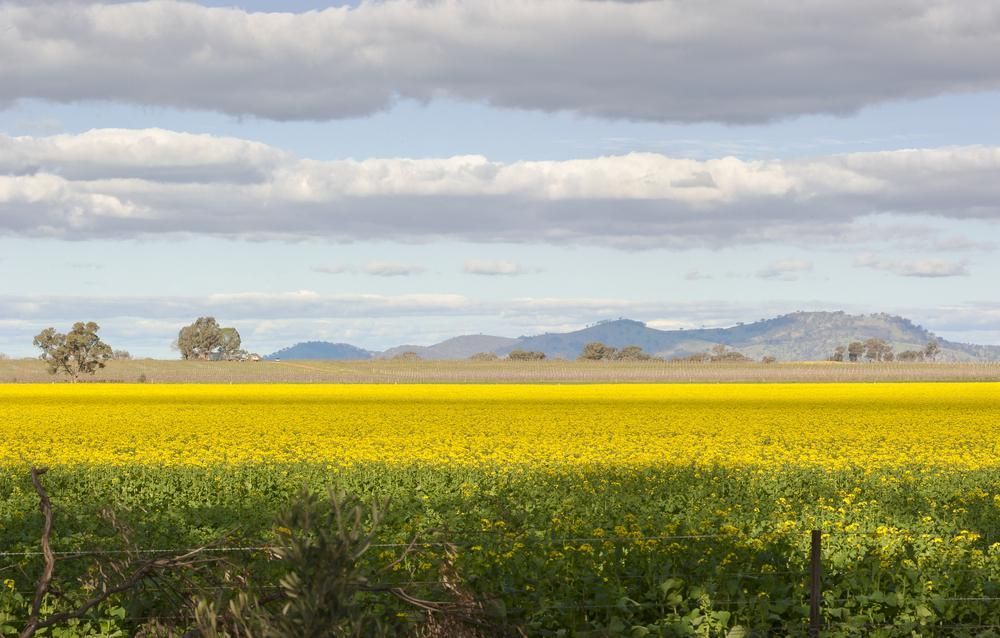 A Field Of Yellow Flowers With Mountains In The Background — Custom Air In Wangaratta, NSW